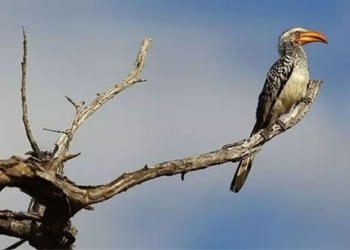 famous bird species in the movie the lion king 120636