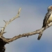 famous bird species in the movie the lion king 120636