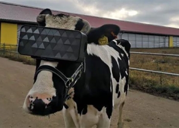 farmers use vr glasses with hope to increase milk production 118242
