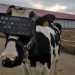 farmers use vr glasses with hope to increase milk production 118242