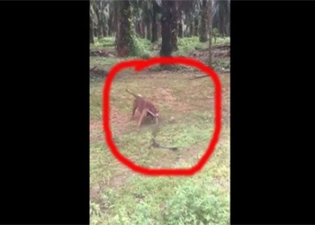 fighting with pitbull snake has not bitten person 120267