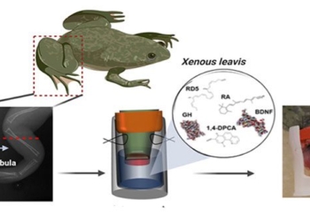 find a way to successfully stimulate the frog to regrow its limbs 118569