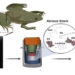 find a way to successfully stimulate the frog to regrow its limbs 118569