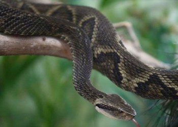 find the ineffective chemical in viper snake in fruit 120698