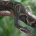 find the ineffective chemical in viper snake in fruit 120698