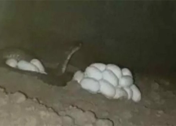 finding cats but discovering internet memes total snakes and eggs when caught shocking 120106