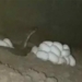 finding cats but discovering internet memes total snakes and eggs when caught shocking 120106