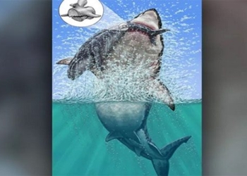 finding flowers stone with monster megalodon hidden 122884