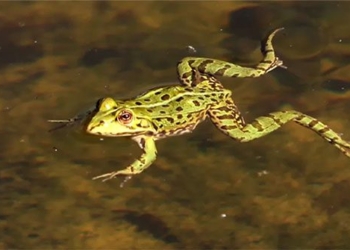 finding methods to regrow frog toes after being cut 119598
