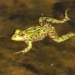 finding methods to regrow frog toes after being cut 119598