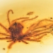 finding the flower of the immaculate in the 99 million year old amber 118644