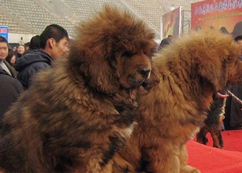 finding the origin of the tibetan mastiff 122798