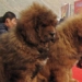 finding the origin of the tibetan mastiff 122798