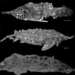 finding the perfect stone flower of the hell cat species 123555