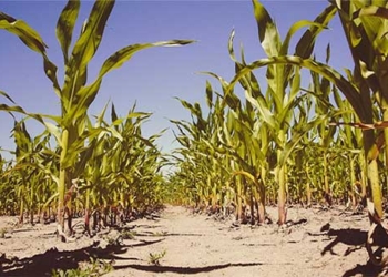 finding ways to help agriculture withstand heat 121550