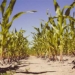 finding ways to help agriculture withstand heat 121550