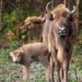 first bison forest debuts in england after 6000 years 123891