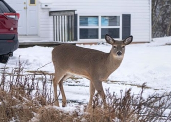 first case of deer contracting covid 19 reported in canada 119107