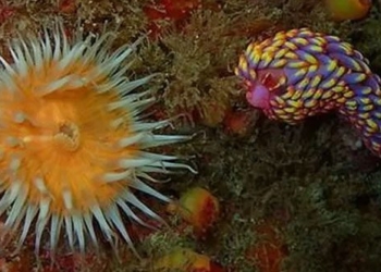 first discovery of a multi colored sea lotus in uk 122316