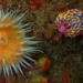 first discovery of a multi colored sea lotus in uk 122316
