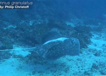 first discovery of the sound of fish underwater at 122129