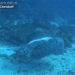 first discovery of the sound of fish underwater at 122129