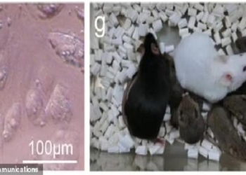 first mouse clone born from dead donors revival monster history 121561