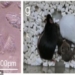 first mouse clone born from dead donors revival monster history 121561