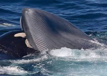 first record of a killer whale killing a green whale in truong thanh 118595