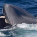 first record of a killer whale killing a green whale in truong thanh 118595