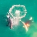 first time 360 degree aerial view shows sat thu catching white alligator 123458