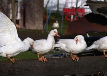 first time detecting highly pathogenic avian influenza virus in the arctic 121393