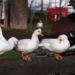 first time detecting highly pathogenic avian influenza virus in the arctic 121393