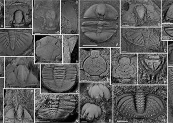 first time discovery cooking site 400 million years old in northeast vietnam china 120483