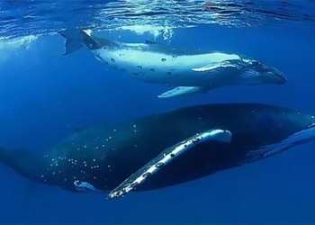 first time discovery of sound like gunshots from a whale 120228