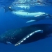 first time discovery of sound like gunshots from a whale 120228