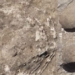 first time discovery of stone flowers in dinosaur egg 121257