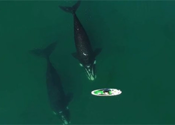 first time following complete migration of the whale circle 121046