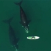 first time following complete migration of the whale circle 121046
