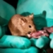 first time successfully implemented presentation in mouse 119484