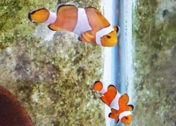 first time vien hai duong learning nha trang successfully created nemo 120993
