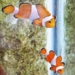 first time vien hai duong learning nha trang successfully created nemo 120993