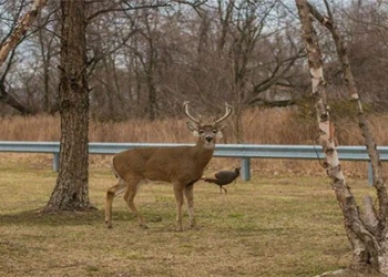 first wild animal infected with omicron variant 118709