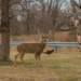 first wild animal infected with omicron variant 118709