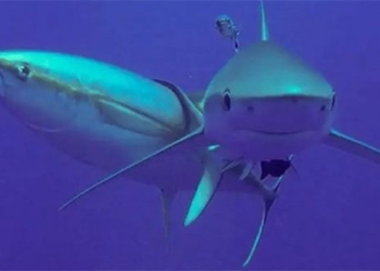 fish catches into the map to escape the egg hatching 123739