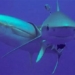 fish catches into the map to escape the egg hatching 123739