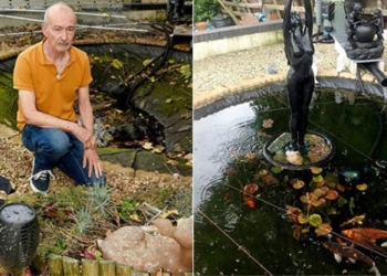 fish thief steals over 100 carp making owner cry nonstop 123917