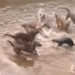 fish unique attack from 9 dogs and the unexpected ending 118197