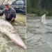 fishermen catch 100 year old catfish in canada river 121363