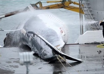 fishermen iceland catch whale with monster net 122450